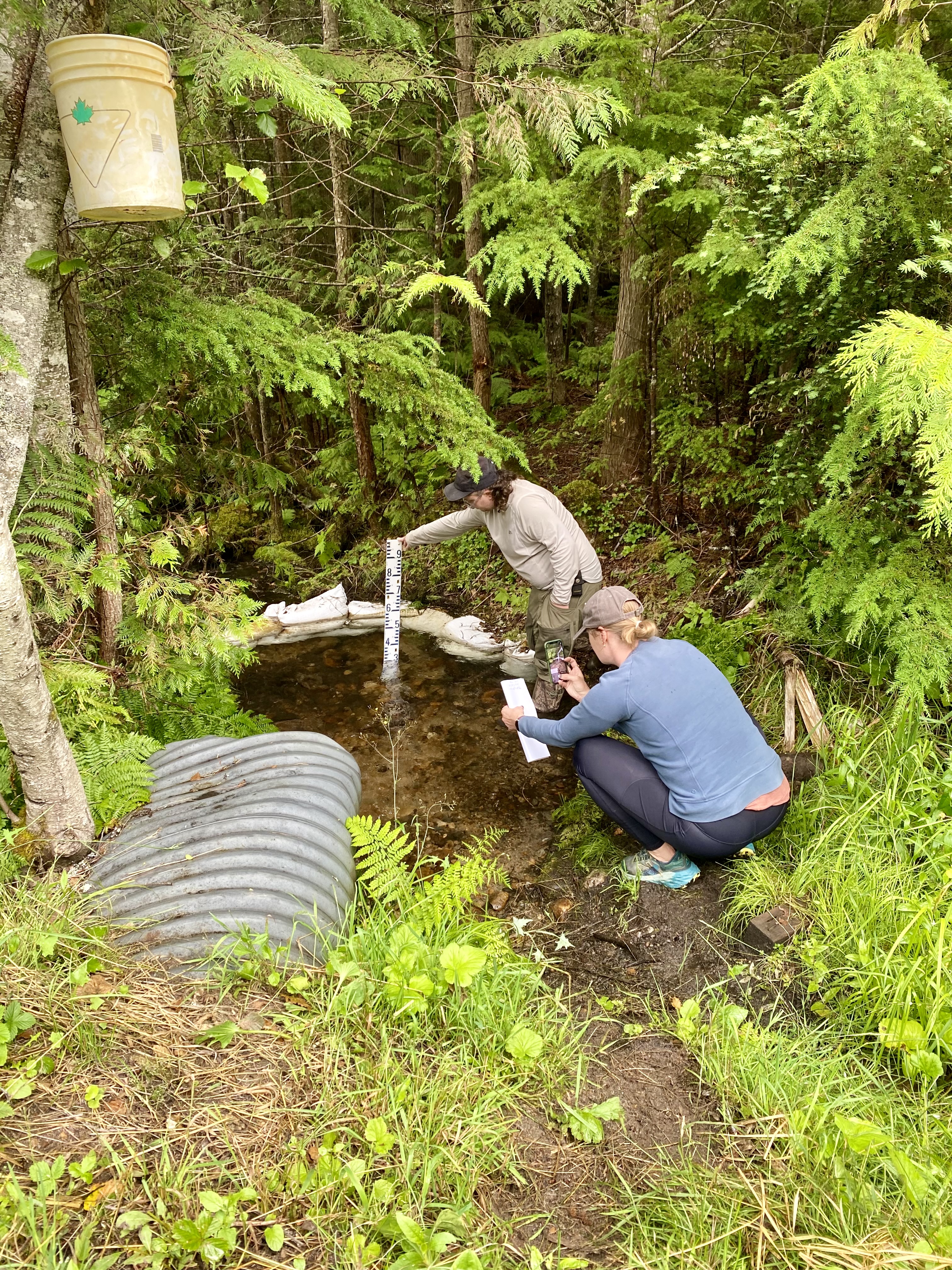 Community volunteers restoring the landscape
